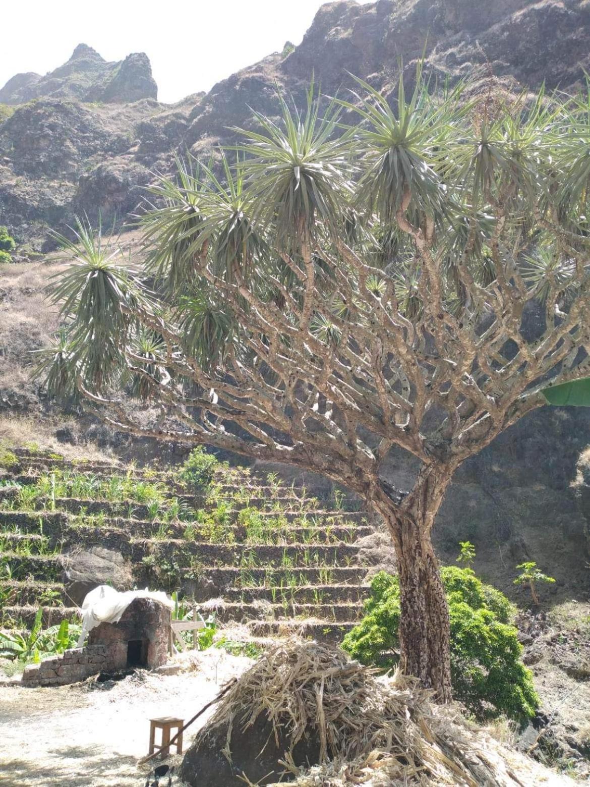 Ecolodge Kasa D'Igreja Chã da Igreja Dış mekan fotoğraf